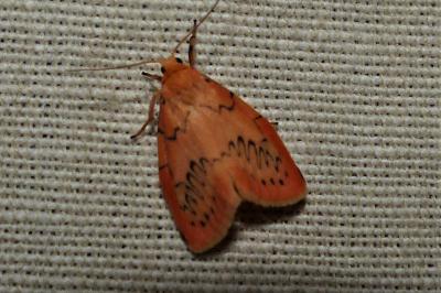 <i>Miltochrista miniata</i>
