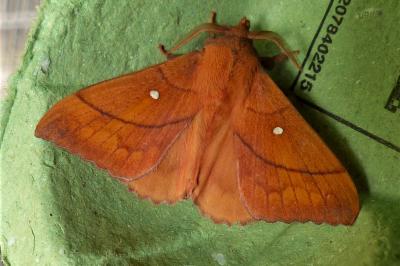 <i>Odonestis pruni</i>