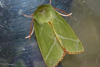 <i>Pseudoips prasinanus</i>