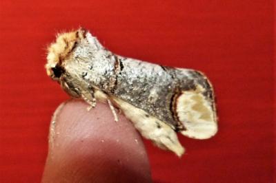 <i>Phalera bucephala</i>