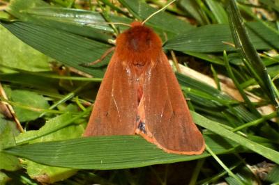 <i>Phragmatobia fuliginosa</i>