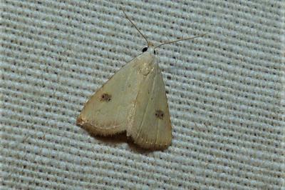 <i>Rivula sericealis</i>