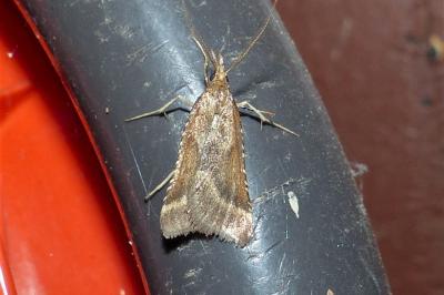 <i>Synaphe punctalis</i>