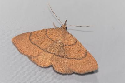 <i>Paracolax tristalis</i>