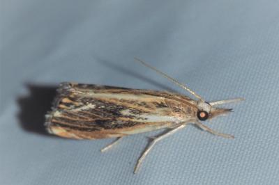 <i>Catoptria verellus</i>