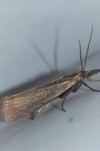 <i>Chrysoteuchia culmella</i>