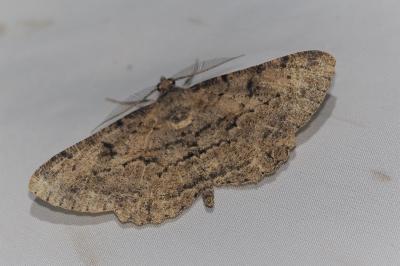 <i>Peribatodes rhomboidaria</i>
