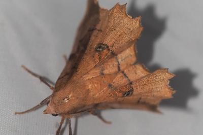 <i>Selenia lunularia</i>