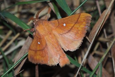 <i>Odonestis pruni</i>