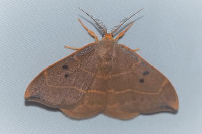 <i>Watsonalla binaria</i>