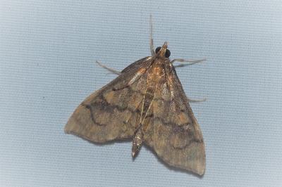 <i>Anania verbascalis</i>