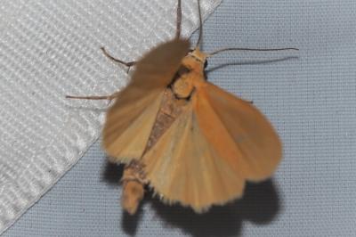 <i>Wittia sororcula</i>