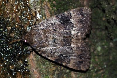 <i>Amphipyra pyramidea</i>