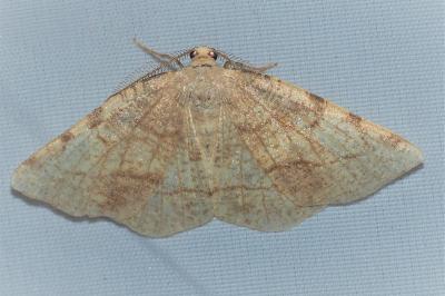 <i>Stegania trimaculata</i>
