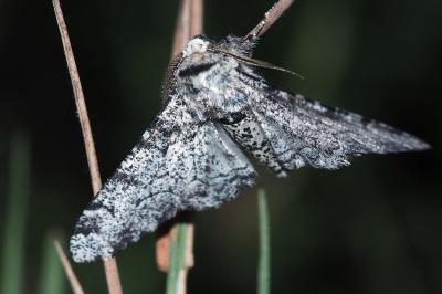 <i>Biston betularia</i>