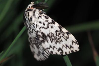<i>Lymantria monacha</i>