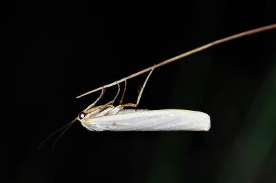 <i>Eilema caniola</i>