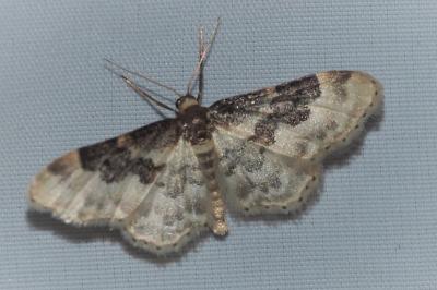 <i>Idaea rusticata</i>