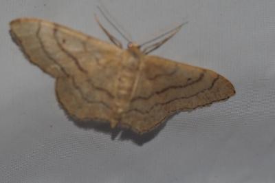<i>Idaea aversata</i>