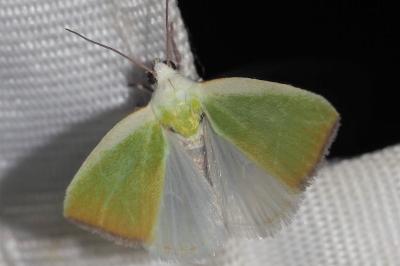 <i>Earias clorana</i>