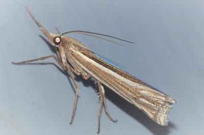 <i>Ancylolomia tentaculella</i>