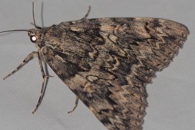 <i>Catocala promissa</i>