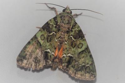 <i>Polyphaenis sericata</i>