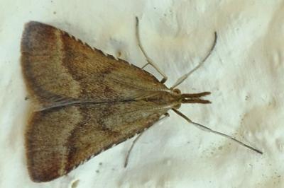 <i>Synaphe punctalis</i>