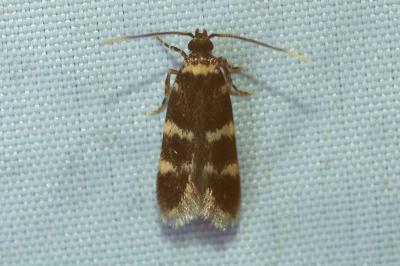 <i>Oegoconia</i>