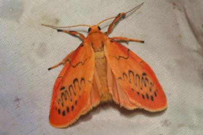 <i>Miltochrista miniata</i>