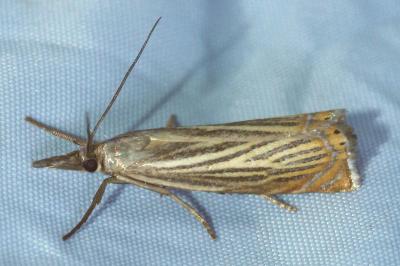 <i>Chrysoteuchia culmella</i>