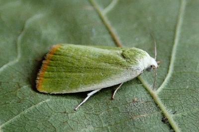 <i>Earias clorana</i>