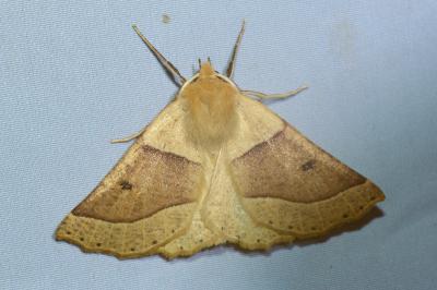 <i>Crocallis elinguaria</i>