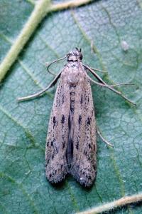<i>Phycitodes</i>