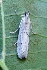 <i>Phycitodes</i>