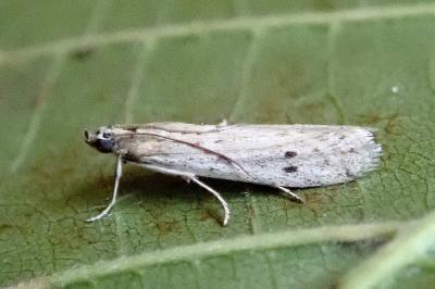 <i>Phycitodes</i>