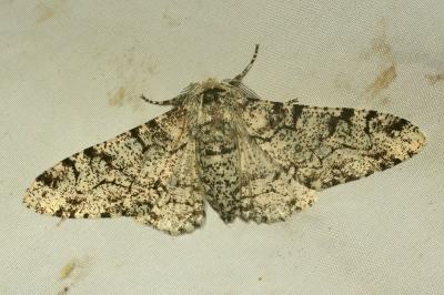 <i>Biston betularia</i>