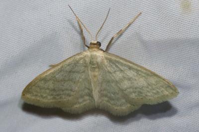 <i>Idaea subsericeata</i>