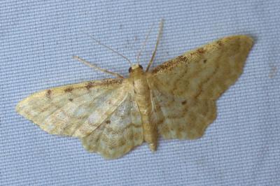 <i>Idaea fuscovenosa</i>
