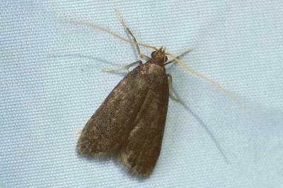 <i>Lecithocera</i>