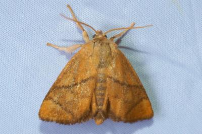 <i>Apoda limacodes</i>