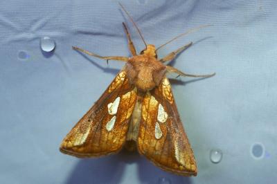<i>Plusia festucae</i>