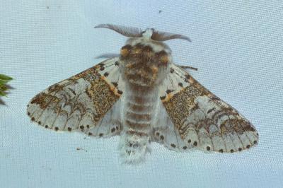 <i>Furcula furcula</i>