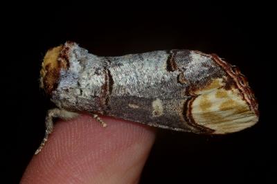 <i>Phalera bucephala</i>
