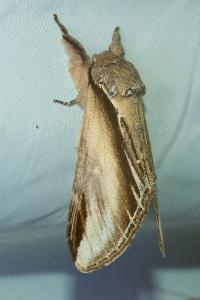 <i>Pheosia tremula</i>