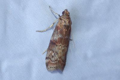 <i>Phycita roborella</i>