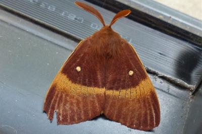 <i>Lasiocampa quercus</i>