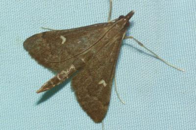 <i>Dolicharthria punctalis</i>