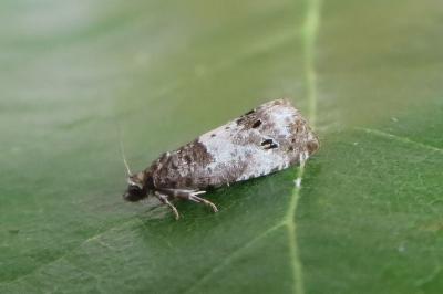 <i>Notocelia trimaculana</i>