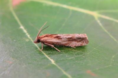 <i>Eucosma cana</i>